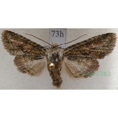 Dryobotodes eremita (Fabricius, 1775) Czech73h